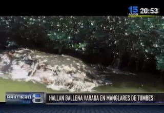 Tumbes: hallan ballena varada en los manglares