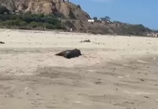 Tumbes: Hallan lobos marinos muertos en playa de "Puerto Loco"