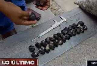Tumbes: más de 5 mil conchas negras fueron rescatadas de la comercialización