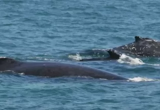 Tumbes: Turistas presenciaron avistamiento de ballenas en Punta Sal