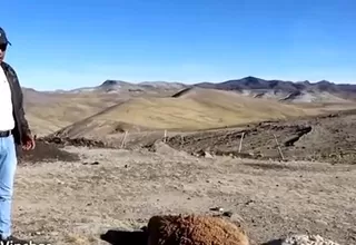 [VIDEO] Ayacucho: Alpacas continúan muriendo por falta de agua