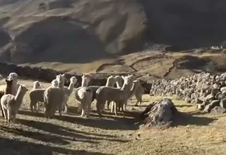 [VIDEO] Huancavelica: Alpacas y ovejas mueren por falta de agua