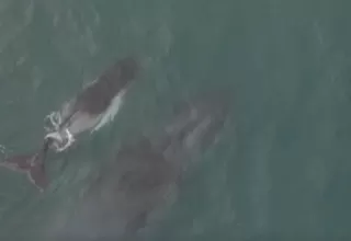 [VIDEO] Tumbes: Espectacular avistamiento de ballena jorobada